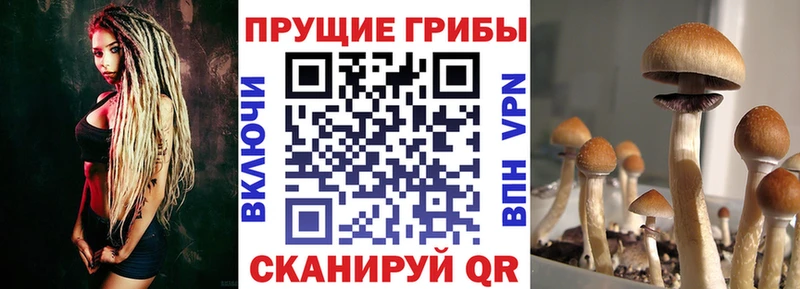 Купить закладки  Бологое  Галлюциногенные грибы Magic Shrooms 